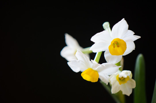 水仙花