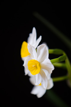 水仙 水仙花