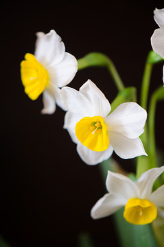 花卉 水仙花