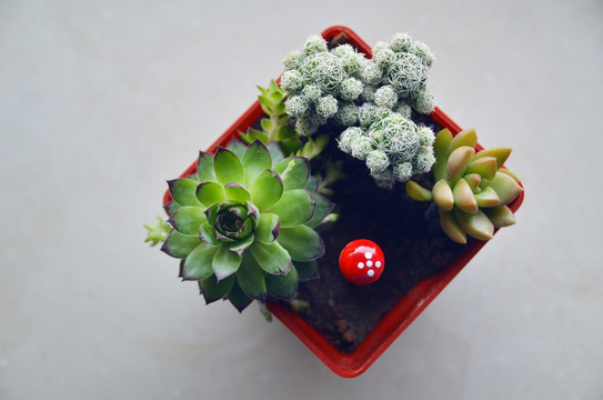 多肉植物