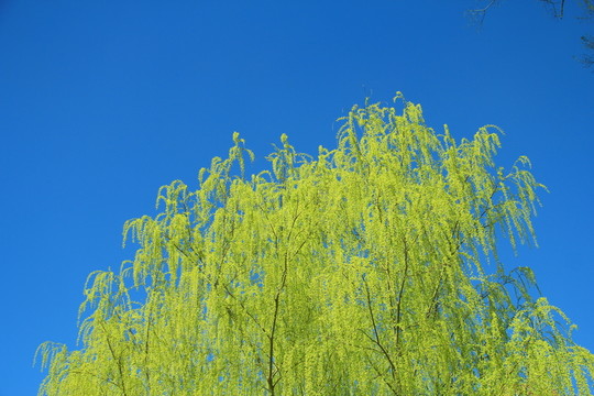 鵝黃柳枝