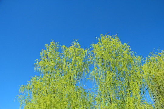 鵝黃柳條