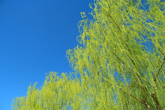 鵝黃柳枝