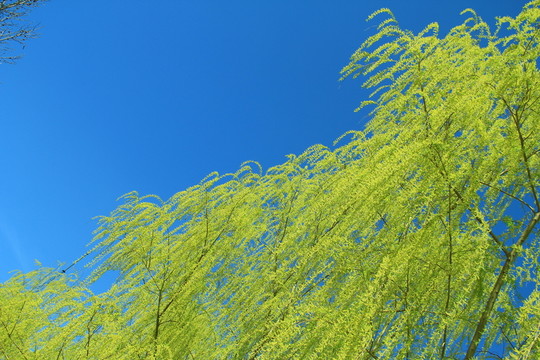 柳枝