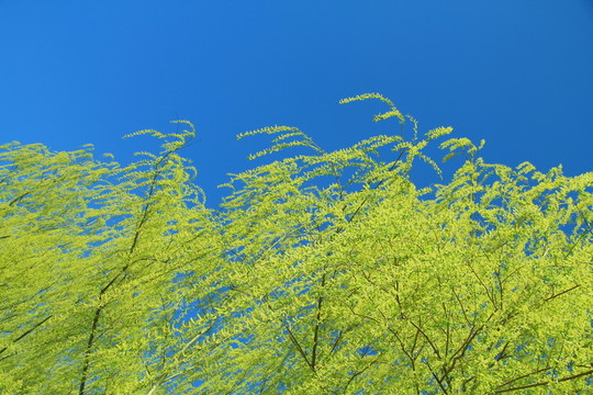柳枝