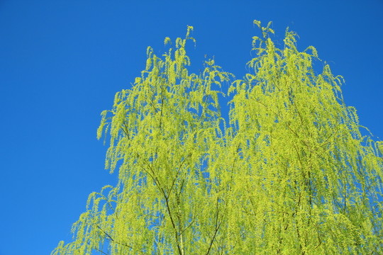 柳枝