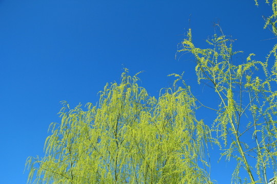 柳枝
