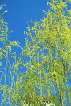 柳枝