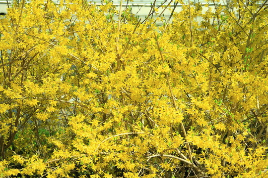 迎春花