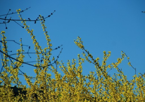 迎春花