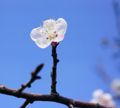 杏花 藍天