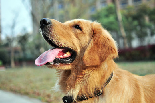 金毛巡回獵犬