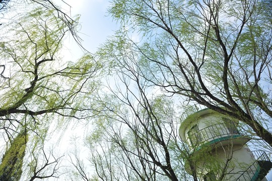 柳樹 樹木 春天