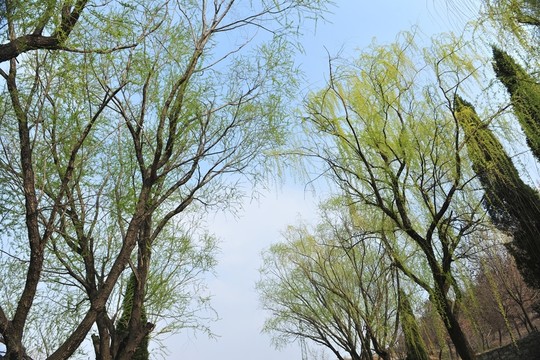 樹(shù)林  樹(shù)木  柳樹(shù)
