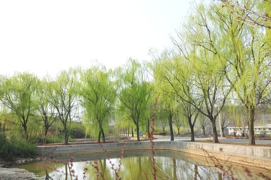 河岸柳樹 垂柳