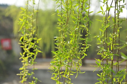 柳樹 柳枝 翠柳