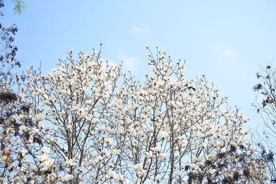玉蘭花 白玉蘭