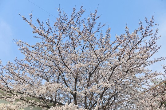 杏花