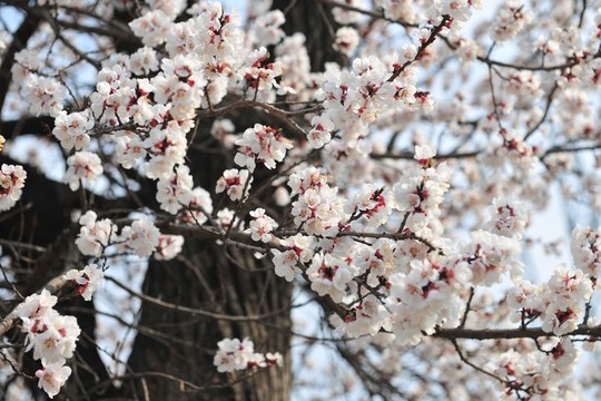 白色花  春天樹(shù)木  杏花