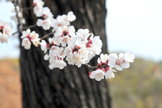 白色花  杏花  春天公園