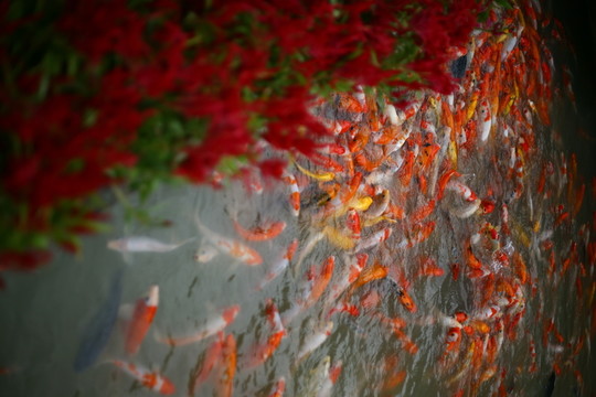 錦鯉