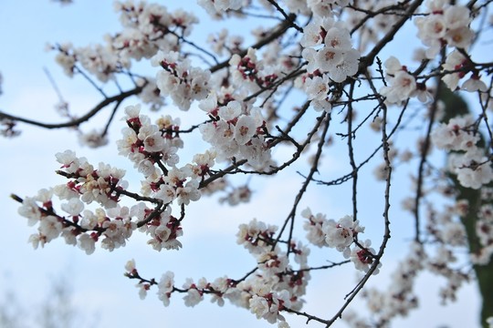 杏花盛開  白色花