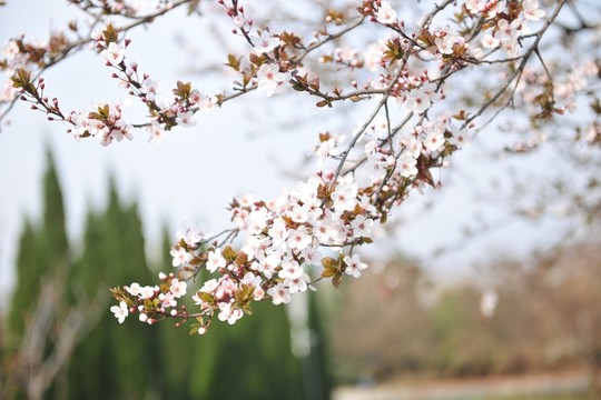 春天公園  杏花盛開