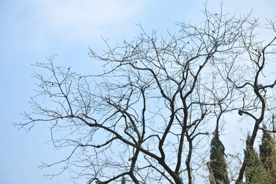 樹枝