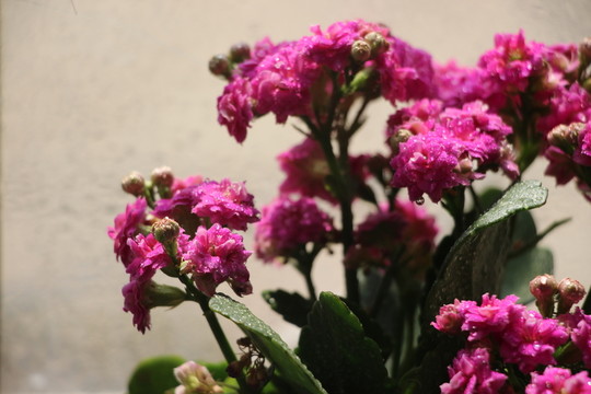 紫花