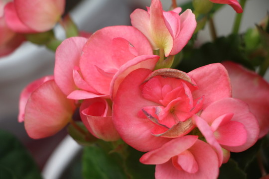 紅花