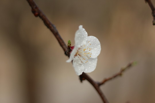 杏花