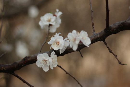 杏花