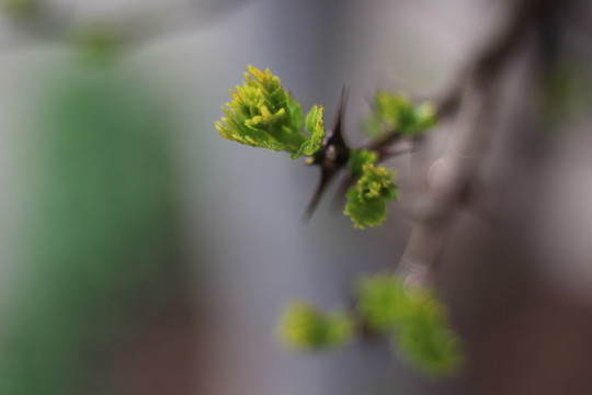新芽