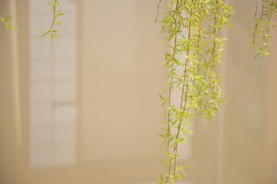 柳芽
