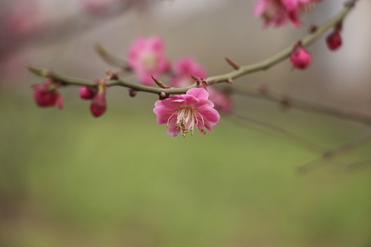 桃花