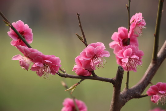 桃花