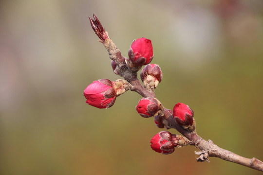 桃花