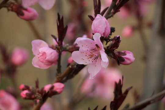 桃花