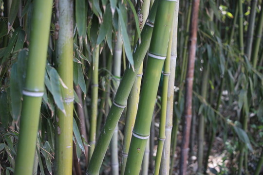 翠竹