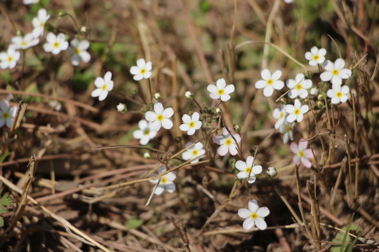 白花
