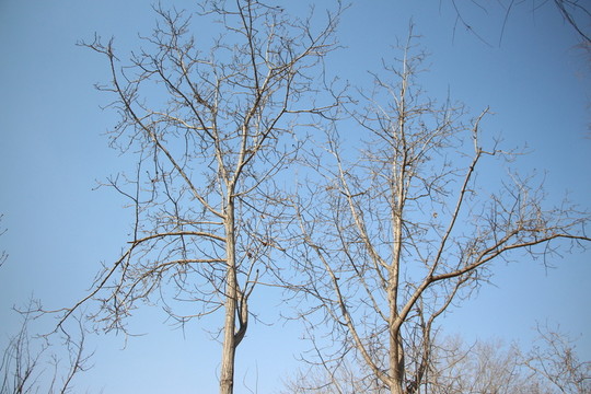 藍天