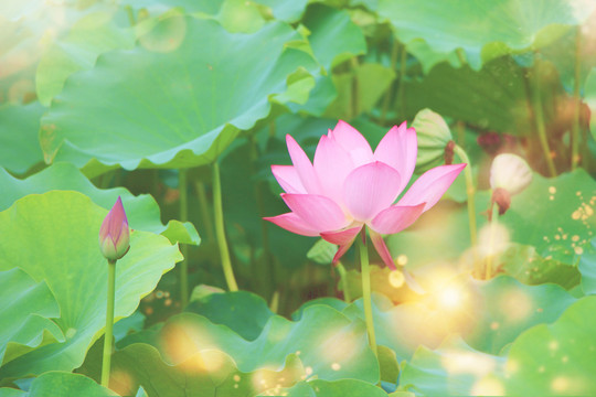 荷花
