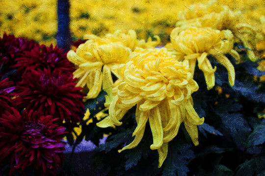菊花