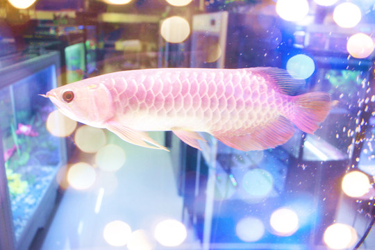 金龍魚