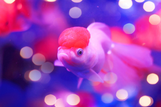 金魚