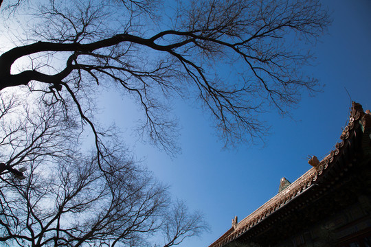 樹與古建筑