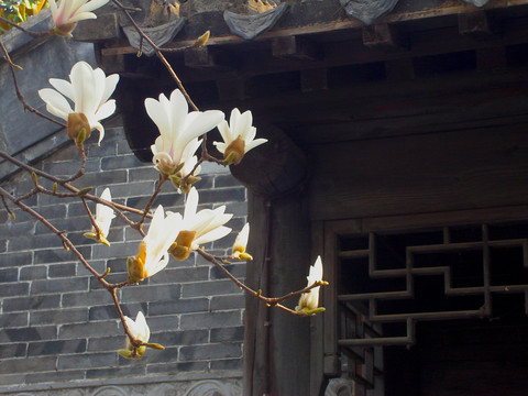 玉蘭花開