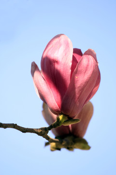 玉蘭花