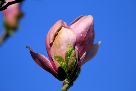 玉蘭花