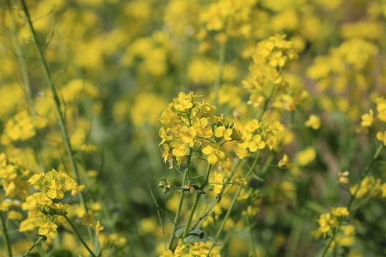 油菜花